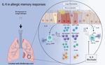 Allergic airway recall responses require IL-9 from resident memory CD4+ T cells